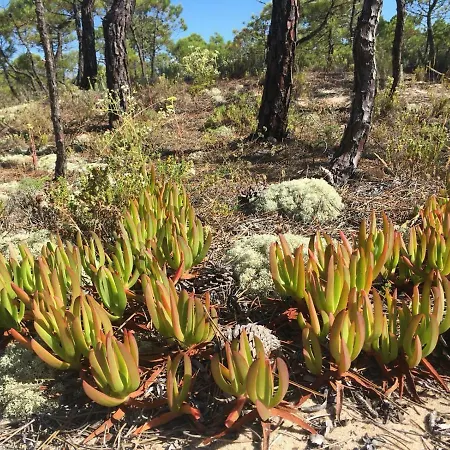 Hidden Paradise 30 Min Away From Lisbon 別荘 *